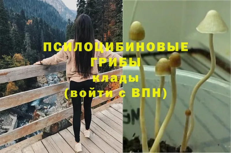 Псилоцибиновые грибы MAGIC MUSHROOMS  Волхов 